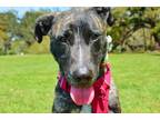 Adopt Nola (Underdog in Foster) a Black Dutch Shepherd / Mixed Breed (Medium) /