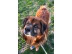 Adopt Bear a Brown/Chocolate German Shepherd Dog / Mixed Breed (Medium) / Mixed