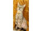 Adopt Juliet a Brown Tabby Domestic Shorthair / Mixed (short coat) cat in