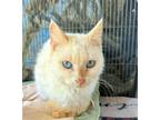 Adopt Nora a Siamese / Mixed (short coat) cat in Hammond, LA (41048936)