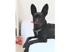 Adopt Miss Maddie The FLOWER GIRL a Black Australian Kelpie / Mixed dog in