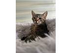 Adopt Cricket a Domestic Shorthair / Mixed (short coat) cat in St.