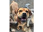 Adopt Ariel a Red/Golden/Orange/Chestnut Mastiff / Mixed dog in Brunswick