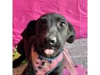 Adopt Minty a Black - with White Labrador Retriever / Mixed Breed (Medium) /