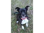 Adopt Jasper a Labrador Retriever / Pointer / Mixed dog in Raleigh