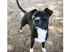 Adopt Beazer a Terrier (Unknown Type, Small) / Mixed dog in Mobile