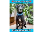 Adopt Cash a Black Labrador Retriever / Mixed Breed (Medium) / Mixed (short