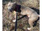 Adopt Dodge a Brindle American Pit Bull Terrier / Great Dane / Mixed dog in