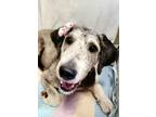 Adopt Pria a Gray/Blue/Silver/Salt & Pepper Poodle (Standard) / Mixed dog in