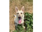 Adopt Sidney Poitier - Super Star a White German Shepherd Dog / Mixed dog in