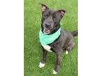 Adopt Fish a Black American Pit Bull Terrier / Mixed Breed (Medium) / Mixed