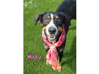 Adopt Misty a Black Hound (Unknown Type) / Border Collie / Mixed (short coat)