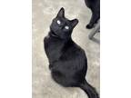 Adopt Cherish a All Black Domestic Shorthair (short coat) cat in Faribault