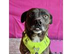 Adopt Garth a Brindle Staffordshire Bull Terrier / Hound (Unknown Type) / Mixed