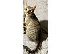 Adopt Luna a Gray, Blue or Silver Tabby Domestic Shorthair / Mixed (short coat)