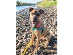 Adopt Parker a Boxer / Mixed dog in Fort Collins, CO (40906113)