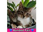 Adopt Cousin Eddy a Brown Tabby Domestic Shorthair / Mixed Breed (Medium) /