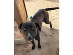 Adopt Phineas a Black - with White Labrador Retriever / Mixed dog in Fairfield