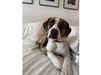 Adopt Ivy a White - with Brown or Chocolate Boxer / Mixed Breed (Medium) dog in