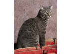 Adopt Monty a Gray or Blue Domestic Shorthair / Mixed Breed (Medium) / Mixed