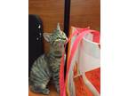 Adopt Sprinkles a Brown Tabby Bengal (short coat) cat in Cranford/Rartian