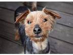 Abby Yorkie, Yorkshire Terrier Adult Female