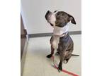 Adopt Wyatt a Brindle Mixed Breed (Medium) / Mixed Breed (Medium) / Mixed (short