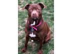 Adopt Sugar a Brown/Chocolate Boxer / Mixed Breed (Medium) / Mixed (short coat)
