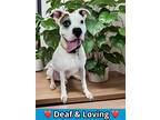 Adopt Spot a White Boxer / American Staffordshire Terrier / Mixed (short coat)