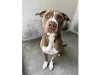 Adopt Yax a Brindle Mixed Breed (Small) / Mixed Breed (Medium) / Mixed (short