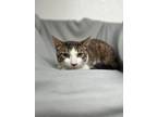 Adopt Gonzo a Brown Tabby Domestic Shorthair / Mixed Breed (Medium) / Mixed