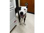 Adopt Patch Aka Romeo a Brown/Chocolate American Staffordshire Terrier / Mixed