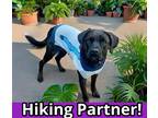 Adopt Baby Girl a Black American Staffordshire Terrier / Mixed Breed (Medium) /