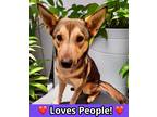 Adopt Brownie a Brown/Chocolate German Shepherd Dog / Mixed Breed (Medium) /