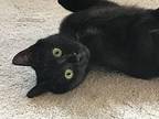 Nova Domestic Shorthair Kitten Female