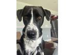 Adopt Obi a Black - with White Labrador Retriever / Pointer / Mixed dog in New