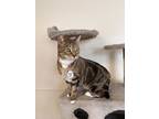 Adopt Nugget a Gray or Blue Domestic Shorthair / Mixed Breed (Medium) / Mixed