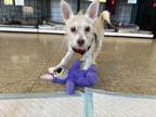 Adopt Finly a Terrier (Unknown Type, Small) / Mixed dog in Freeport
