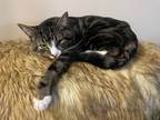 Adopt Bukowski a Brown Tabby Domestic Shorthair / Mixed Breed (Medium) / Mixed