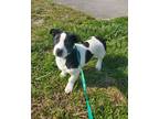 Adopt Azula a Black Welsh Terrier / Mixed Breed (Medium) / Mixed (short coat)