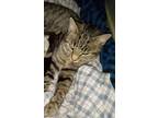 Adopt Momma Mia a Gray, Blue or Silver Tabby Tabby (short coat) cat in Marion