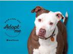 Adopt Moolissa a Pit Bull Terrier / Mixed dog in Salt Lake City, UT (40697027)