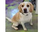 Adopt Hobbs a Tan/Yellow/Fawn - with White Beagle / Mixed dog in Anna
