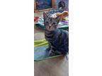 Adopt Cupid a Spotted Tabby/Leopard Spotted American Shorthair (short coat) cat