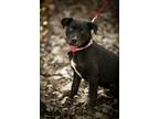 Adopt Millie a Black Labrador Retriever / Pit Bull Terrier / Mixed dog in