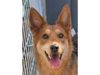 Adopt Haram a Brown/Chocolate - with Black Welsh Corgi / Jindo / Mixed dog in