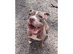 Adopt Bella a Merle American Pit Bull Terrier / Mixed Breed (Medium) / Mixed