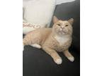 Adopt Waffle a Orange or Red Domestic Shorthair (short coat) cat in mishawaka