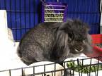 Adopt Dalton a Grey/Silver American Fuzzy Lop / Mixed (long coat) rabbit in