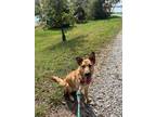 Adopt NAAN a Collie / Shepherd (Unknown Type) / Mixed dog in Lebanon